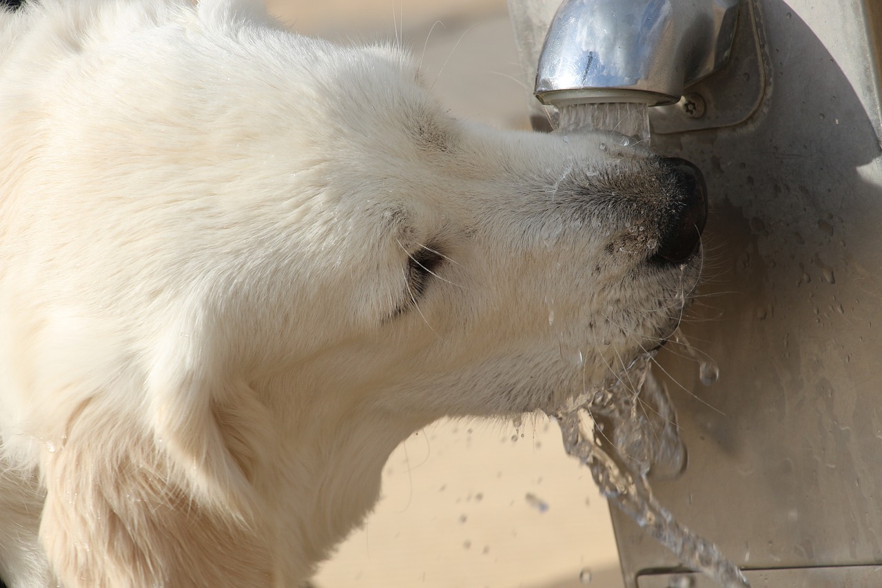 The dangers of dehydration: A holiday safety guide